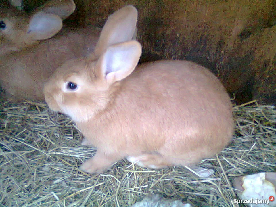 Kroliki Burgundy Łapino Kartuskie