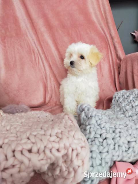 Słodka księżniczka Maltipoo Pudel Toy i Pozostałe Warszawa