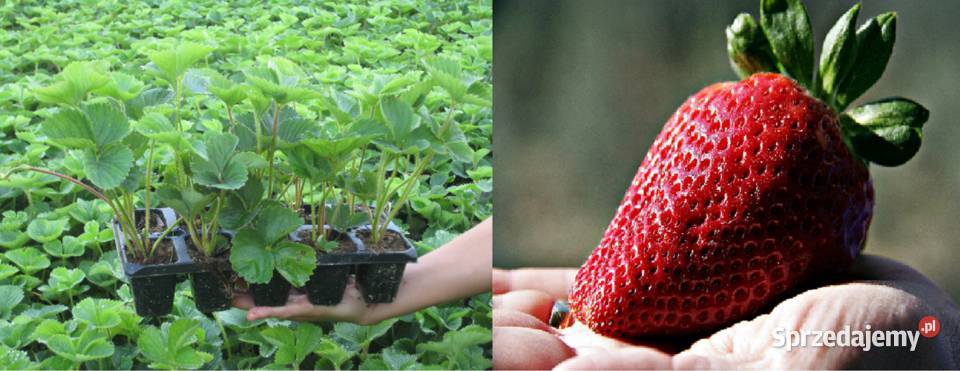 Sadzonki truskawek Truskawki Gigant doniczkowane