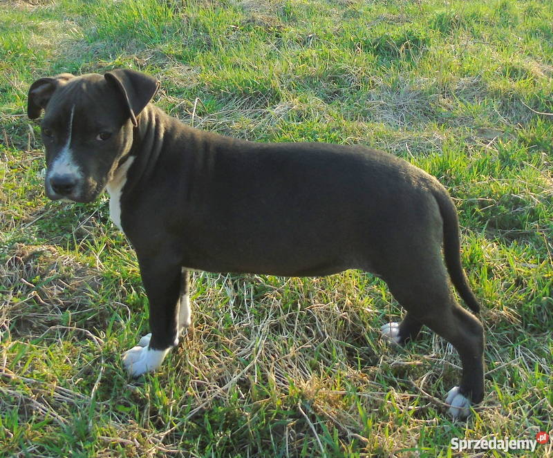 piękne szczenięta american staffordshire terrier Amstaff Rozdziały