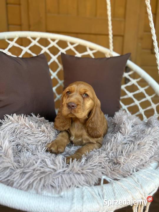 Wyjątkowy Piesek Cocker Spaniel Angielski złoty Warszawa sprzedam