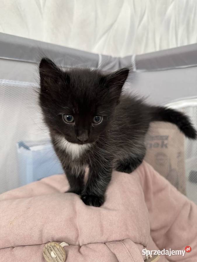 Rodowodowe kotki syberyjskie Świerzna sprzedam