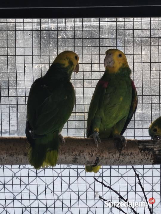 Amazonki oratrix para legowa Zwierzęta Olkusz