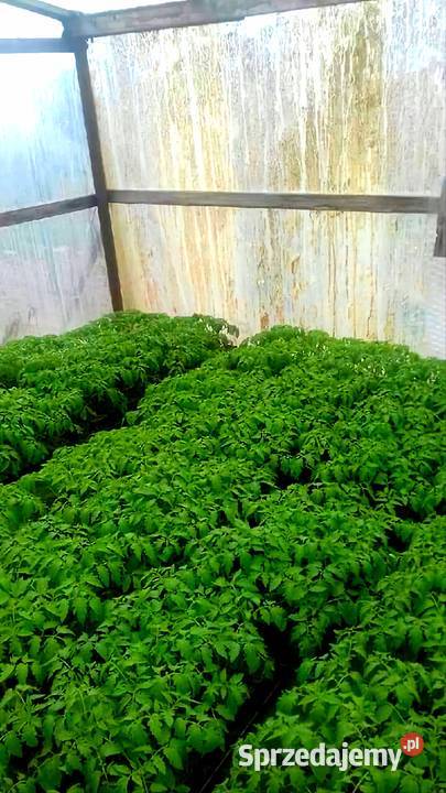 Kwiaty Sadzonki Warzyw