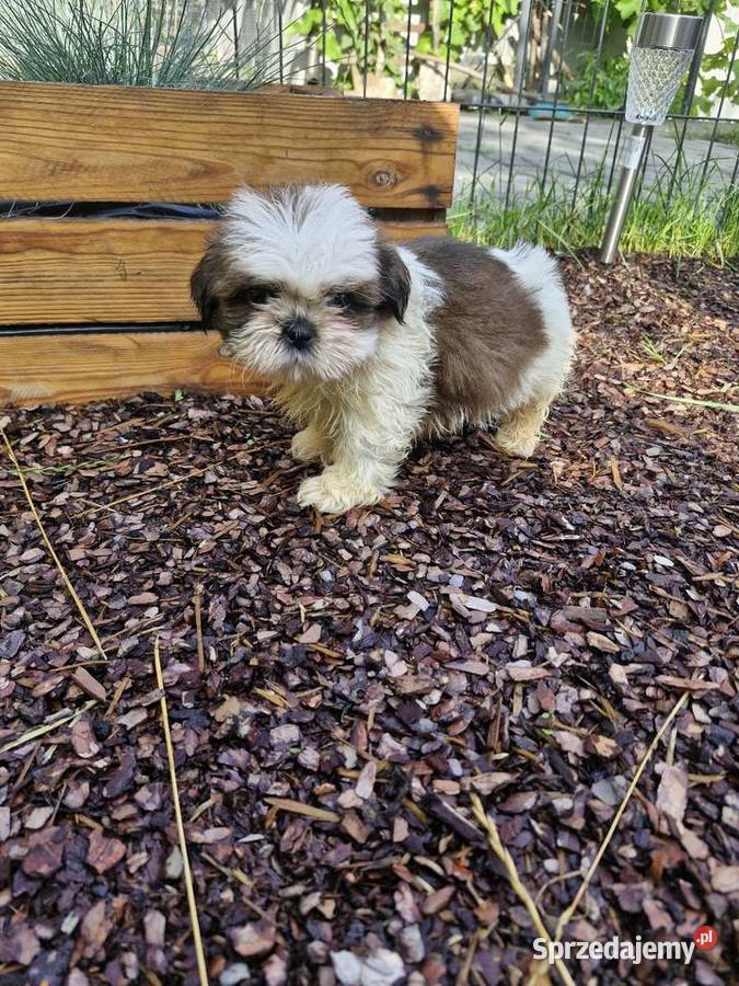 Shih tzu sprzedam Morąg