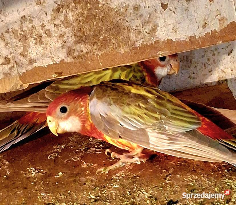 Piękne papuzki do hodowli Zwierzęta Rybnik