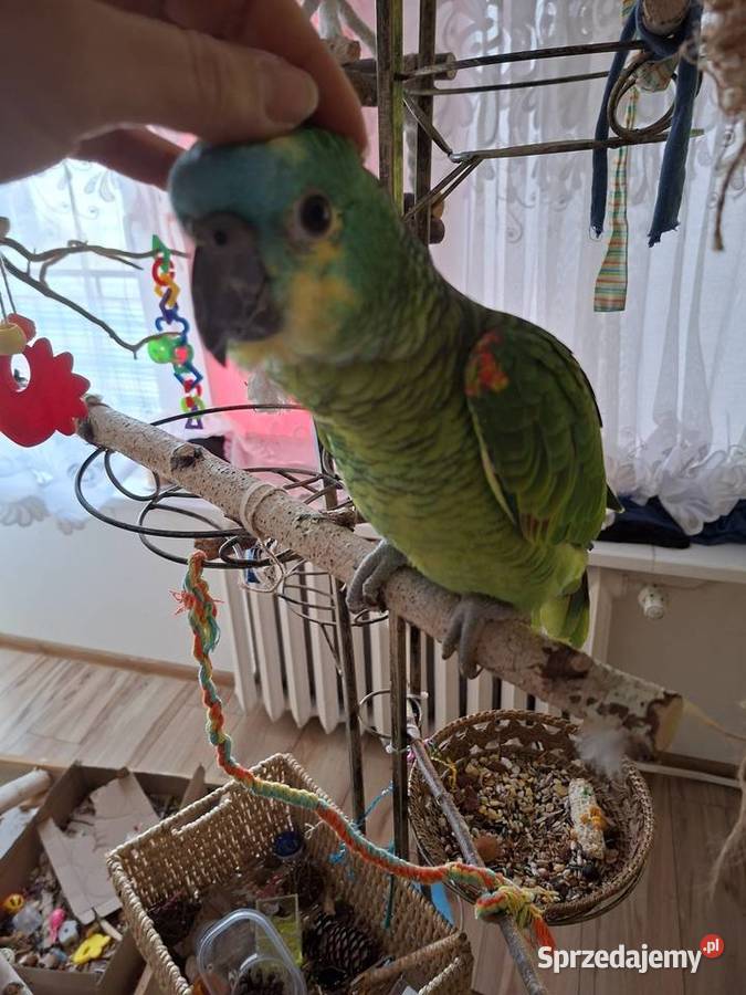 Sprzedam amazonkę niebieskoczelną samiec Zwierzęta Pabianice