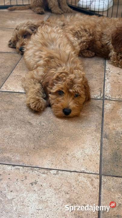 Cockapoo nasze Słodkości Pruszków