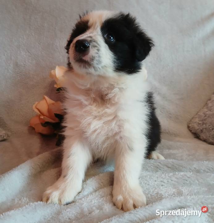 Border collie pieski Toruń