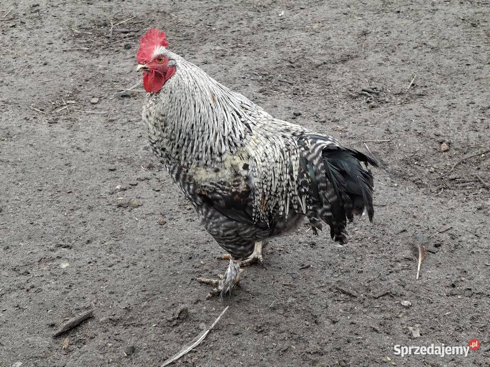 koguty z wolnego wybiegu młode Drób i ptactwo Sułoszyn