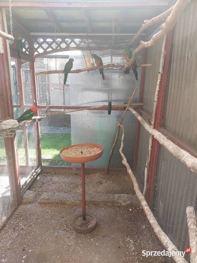 Szkarłatki Królewskie Nowa Sól