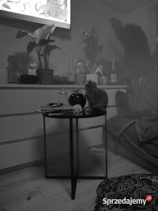 Oddam kocięta szkockie w zamian Pozostałe Zwierzęta