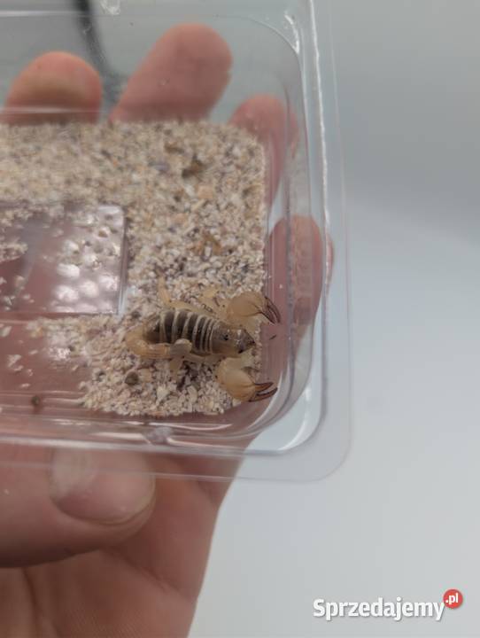 Scorpio maurus warmińsko-mazurskie Olsztyn