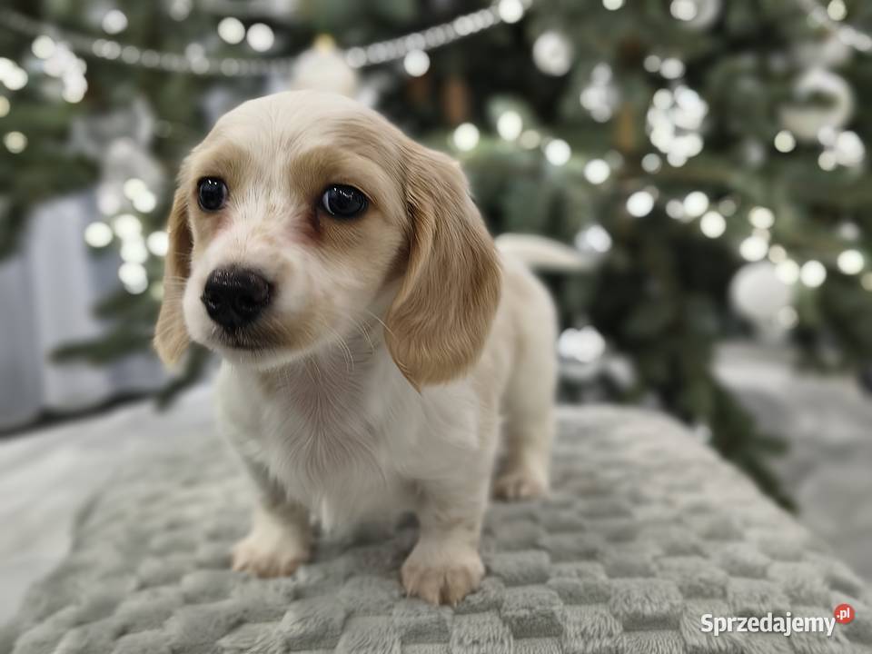 Jamnik długowłosy miniaturowy Dackel dachshund Żychlin sprzedam