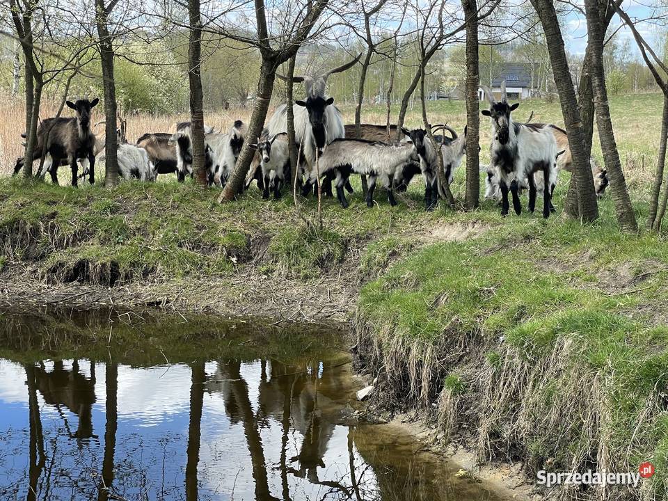 Sprzedam kozy różne sprzedam