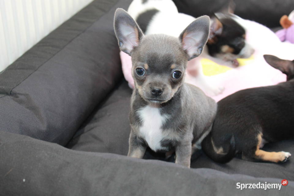 Chihuahua błękitny krótkowłosy chłopiec ZKwP FCI Świnoujście