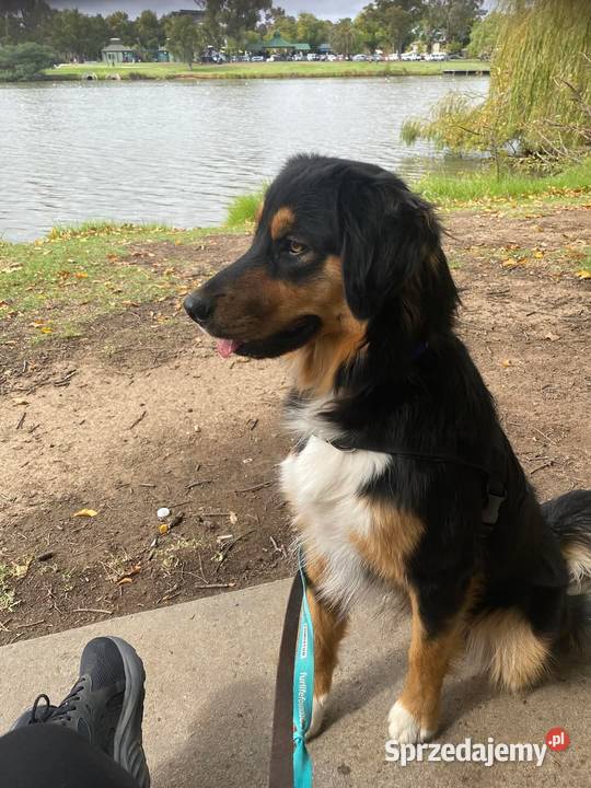 Szczeniaki golden aussie golden retriever Sanok