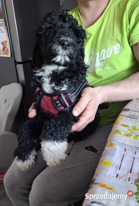 Portugalski pies dowodny piesek Szczenięta Sierpc