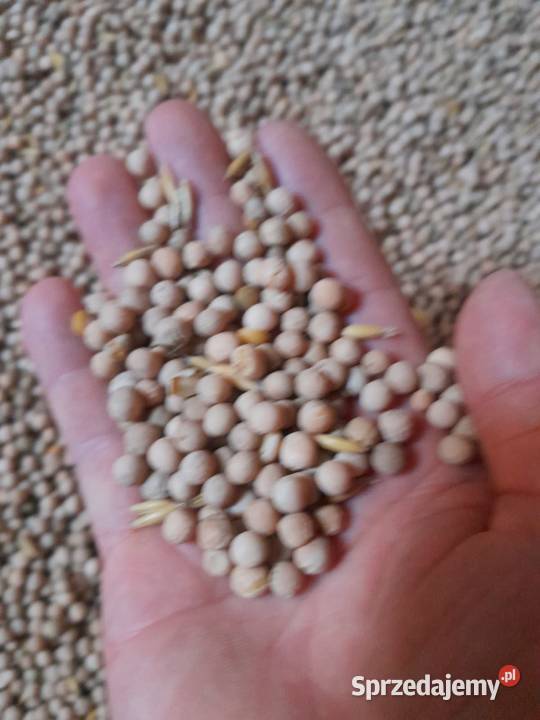 Sprzedam groch paszowy 50 t Bolesławiec