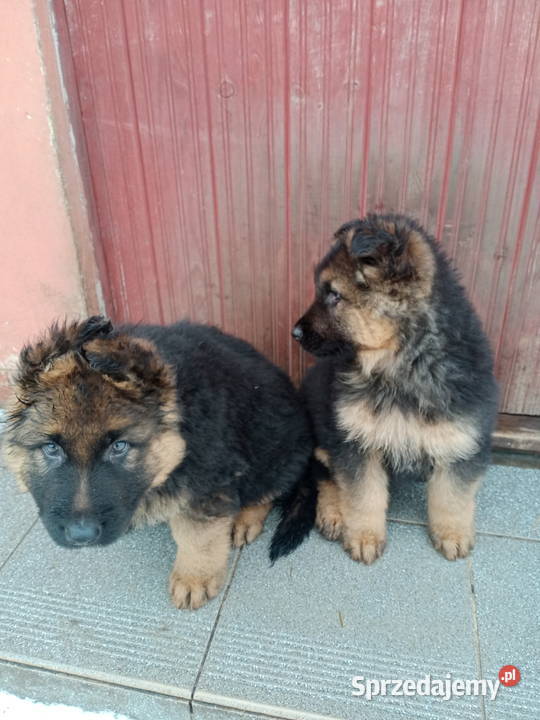 Szczeniaki owczarek niemiecki długowłosy Szczytno