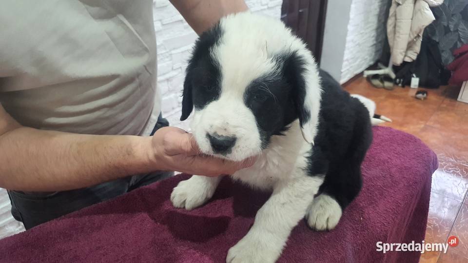 Owczarek Środkowoazjatycki Daszyna