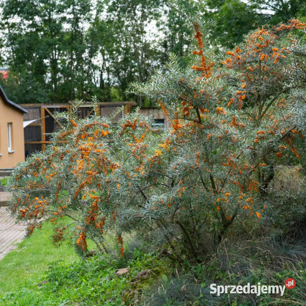 ROKITNIK SAMOPYLNY Friesdorfer Orange sadzonki w kujawsko-pomorskie