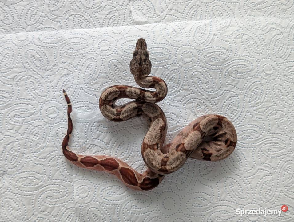 Młode boa cesarskie Salmon 100 het VPI T Starcza