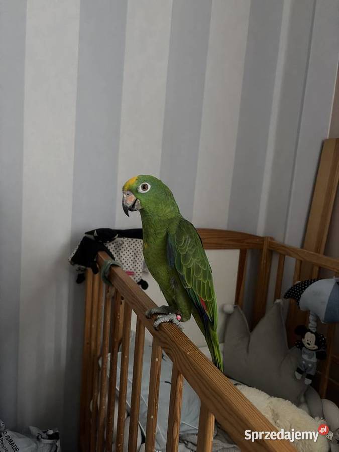 Amazonka żółtogłowa papuga Drzycim sprzedam