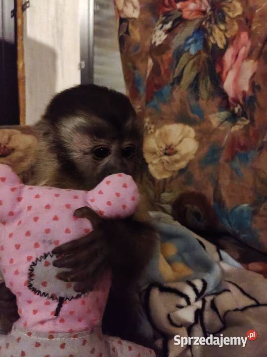 Małpka Kapucynka czubata dzoewczyna pomorskie Pruszcz Gdański