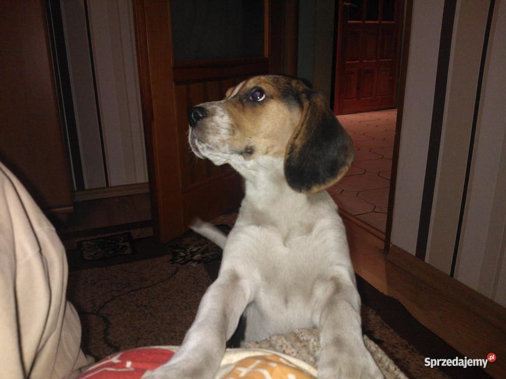 Beagle szczeniak warmińsko-mazurskie Iława sprzedam