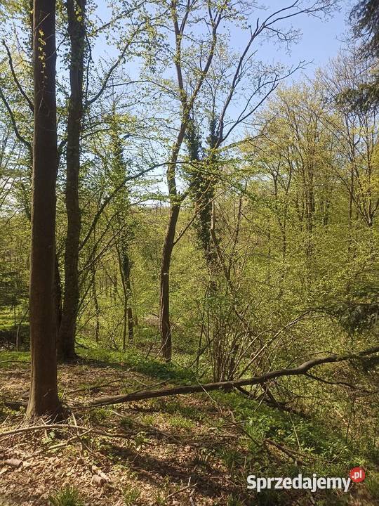 Las Karwodrza połowa