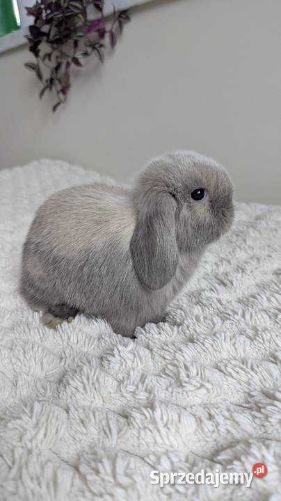 Mini lop królik miniaturka mały karzełek baranek Tarnów sprzedam