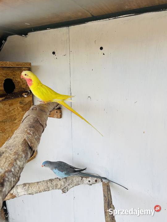 Papugi Księżniczki Wali Raszków sprzedam