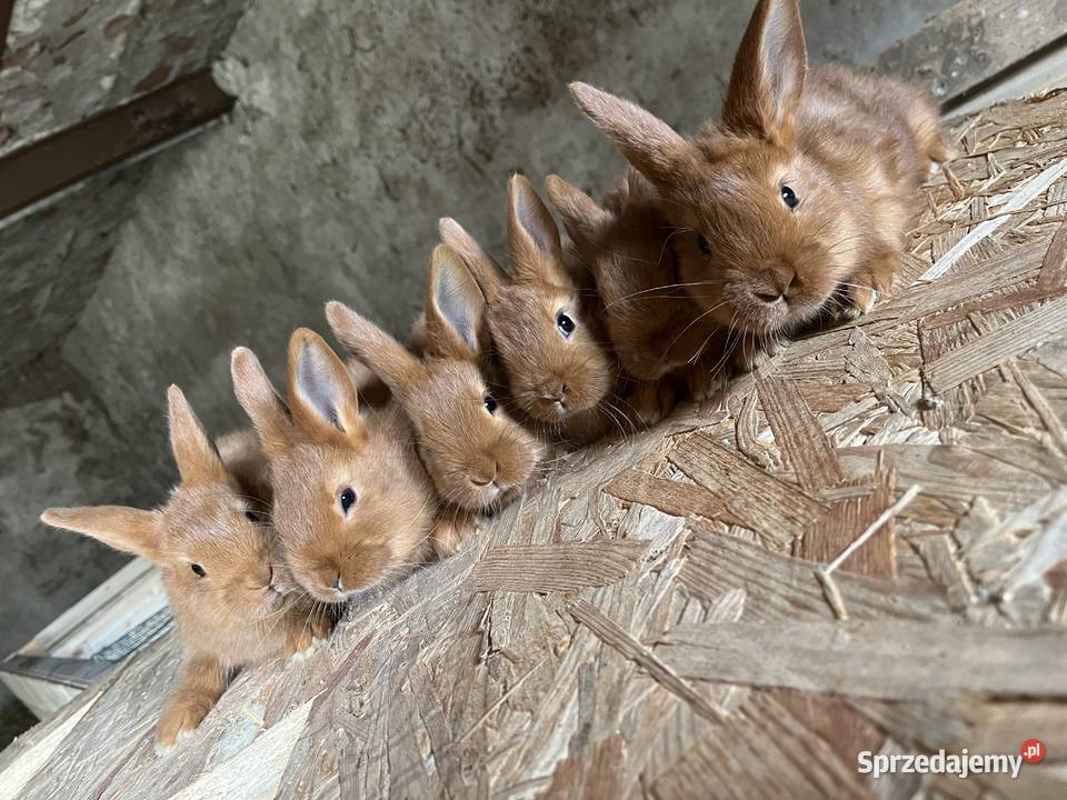 Nowozelandzki Czerwony Lubawa sprzedam
