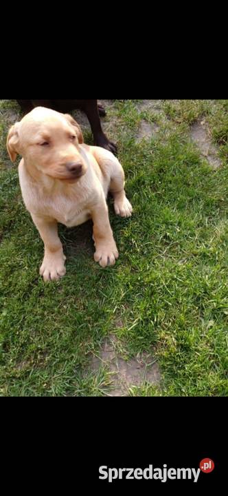 Piękny Labrador Retriever biszkoptowy Jaworznia sprzedam