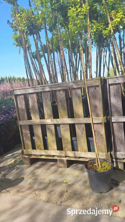 Trzmielina Pa Detal 80 Liściaste