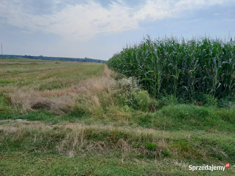 Kukurydza na pniu na kiszonkę Lubaczów
