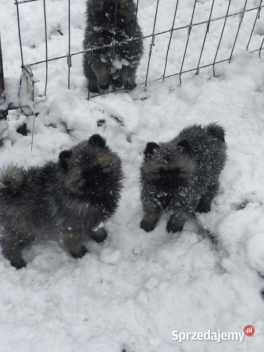 Szpic wilczy szczeniaki suczki i psy Brzeziny