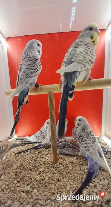 Papugi faliste Tcb Ptaki
