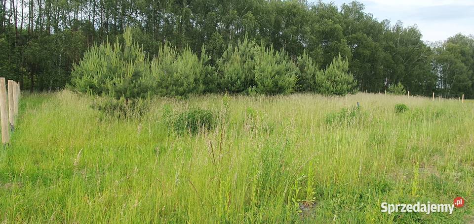 Działka lesie 695m2 Siedlec