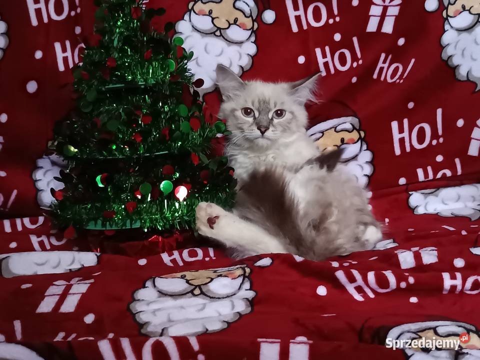 Koty Syberyjskie Neva Masquerade NINJA Kwilcz