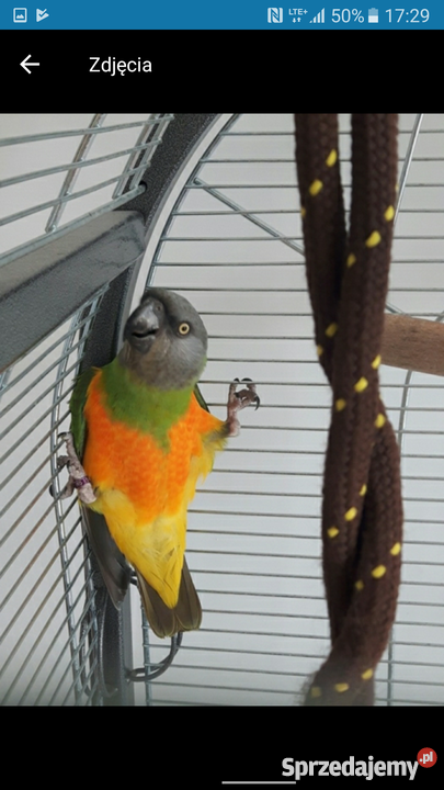 Afrykanka senegalska ognistobrzucha sprzedam