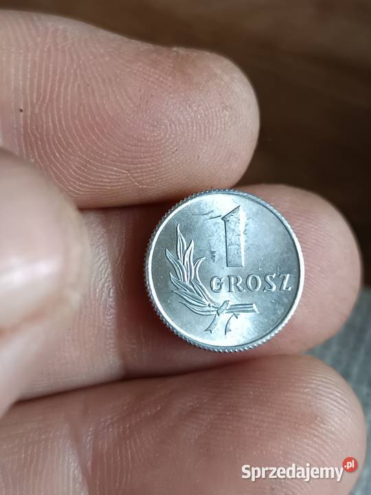Sprzedam 1 grosz 1949 r bbbb Numizmatyka lubelskie Chełm