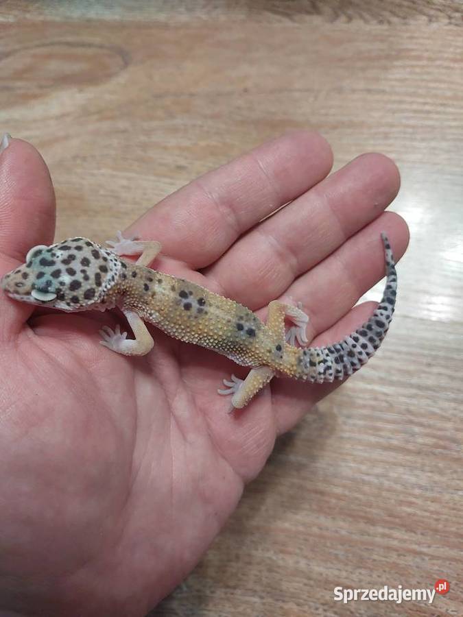 Gekony lamparcie pomorskie sprzedam