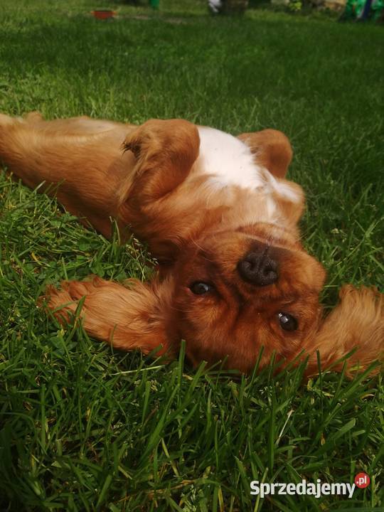 Suczka Cavalier King Charles spaniel Ruby Bt śląskie Tarnowskie Góry