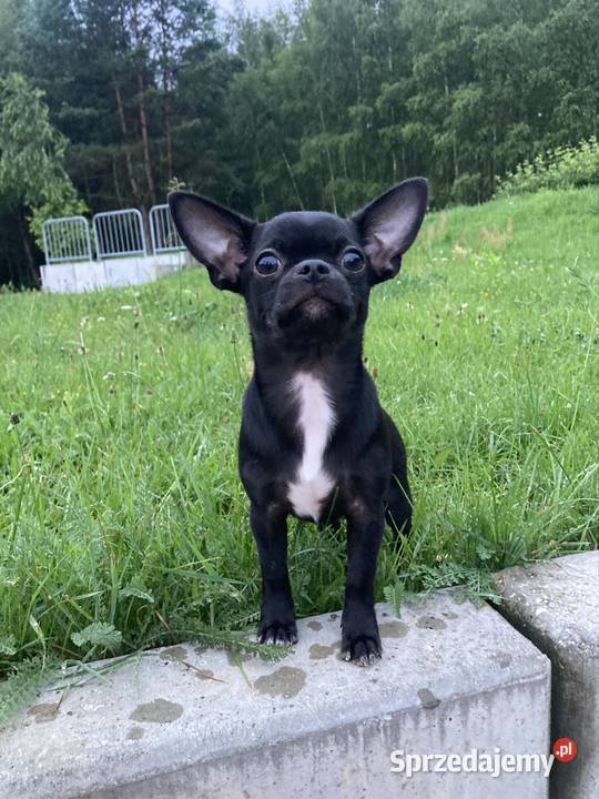 Chihuahua MALEŃKI piesek ZKwP Raczyce sprzedam