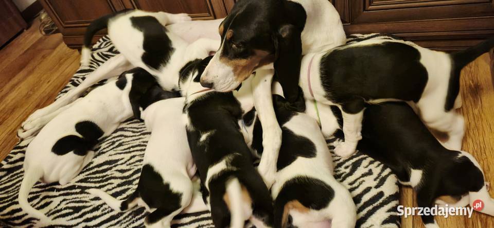 Gończy Berneński w Polsce Żyrardów sprzedam