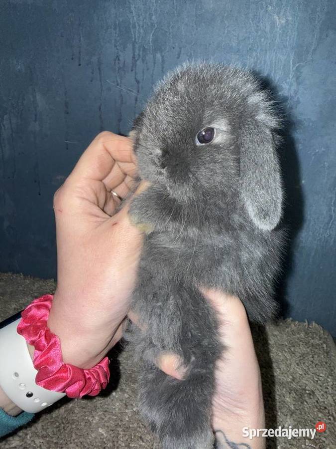 Mini Lop Królik Miniaturka Teddy Króliki Godowa sprzedam