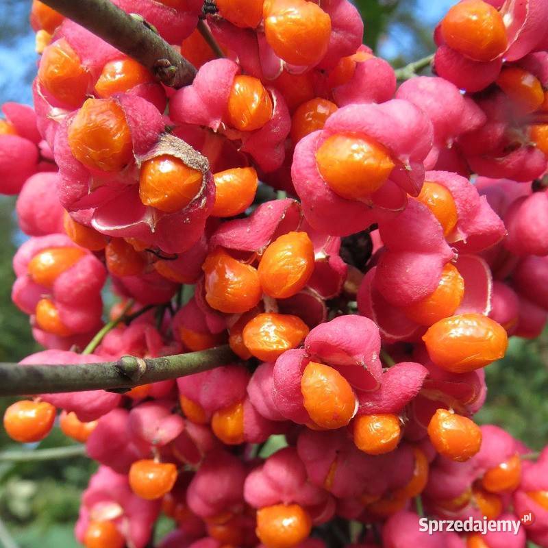 Trzmielina Oskrzydlona DUŻE SADZONKI Dobczyce