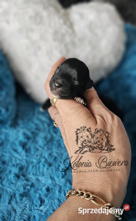 Yorkshire terrier piesek i sunia PASZPORT Sędziejowice